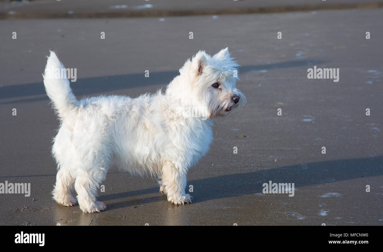 West Highland Terrier stehend auf einem Sandstrand Stockfoto