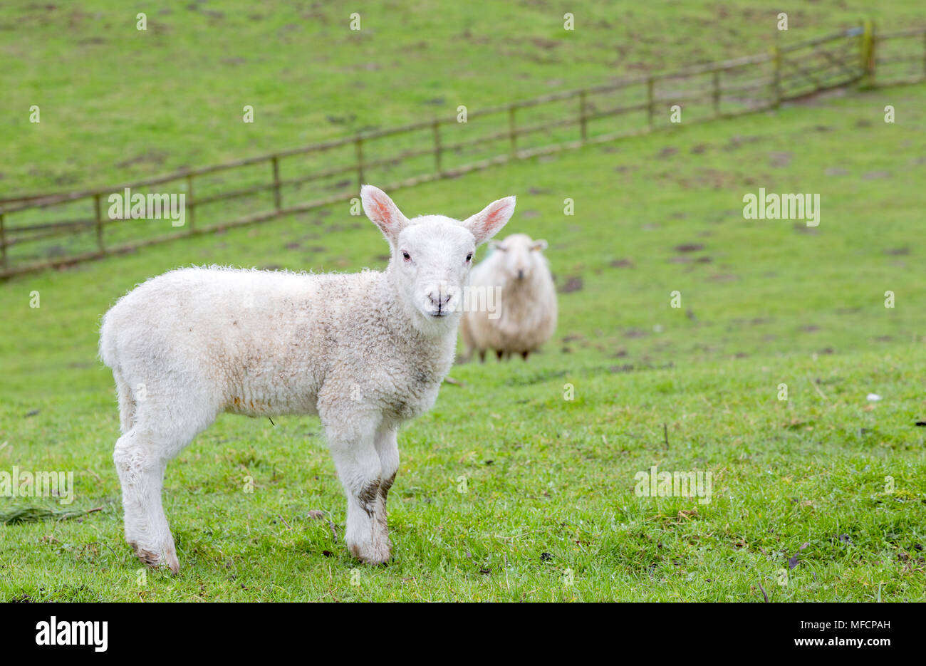 Junge Welsh Mountain Schafe Lamm Stockfoto