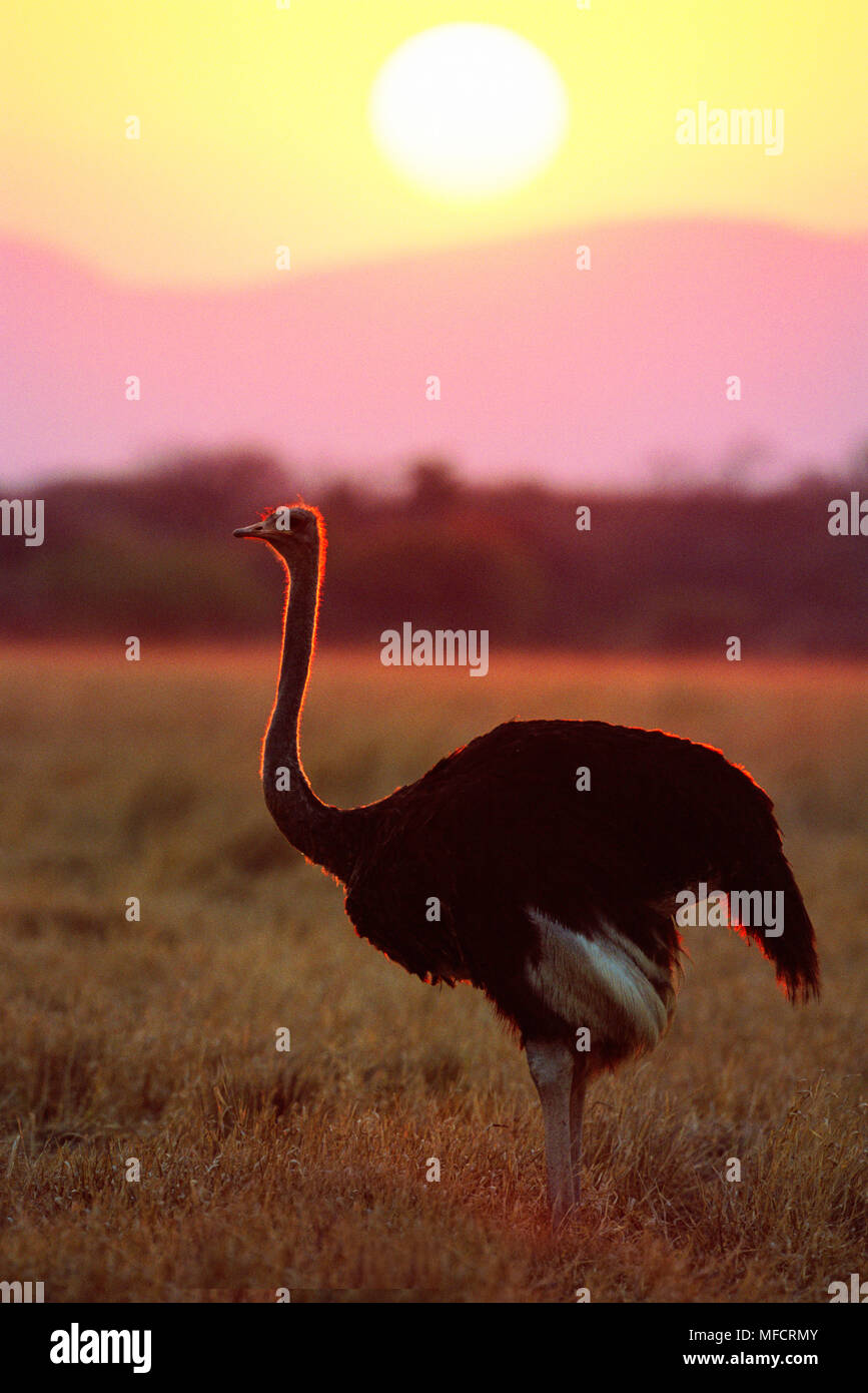 Strauß Struthio camelus bei Sonnenuntergang Stockfoto