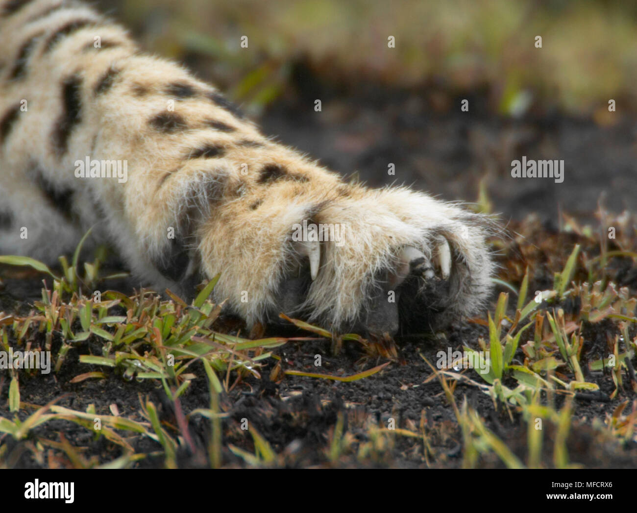 Geparden, die nicht einziehbaren Krallen Acinonyx jubatus Masai Mara, Kenia Stockfoto