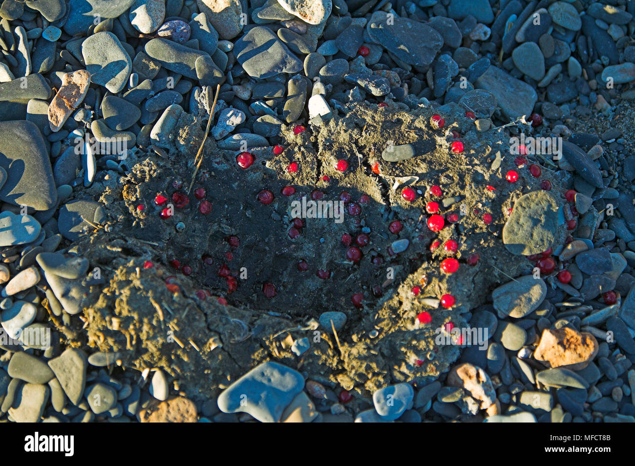 Amerikanische braun oder Grizzly Bär Ursus arctos horribilis Frische scat oder Kot übersicht Beeren Katmai National Park, Alaska, USA Stockfoto