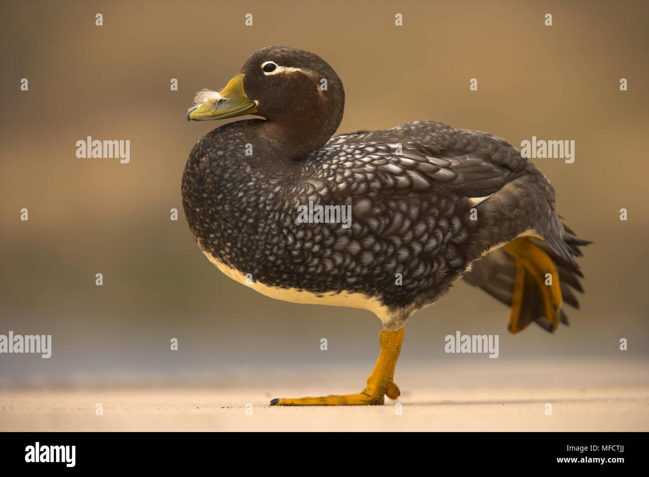 FLYING STEAMER DUCK Tachyeres patachonicus stretching Bein am Strand Falkland Inseln Stockfoto