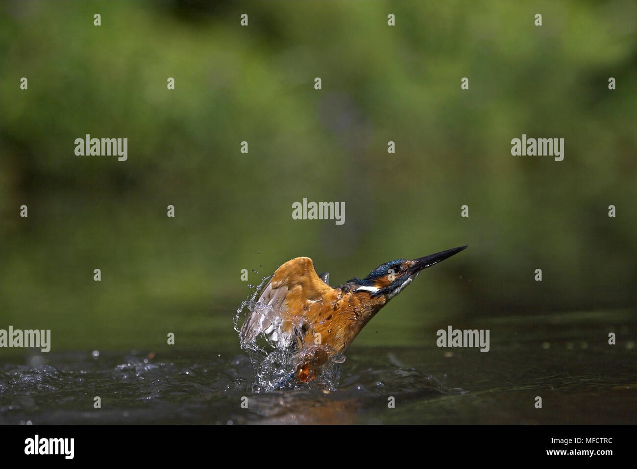 Eisvogel Alcedo atthis Ausbrüchen von Wasser UK Stockfoto