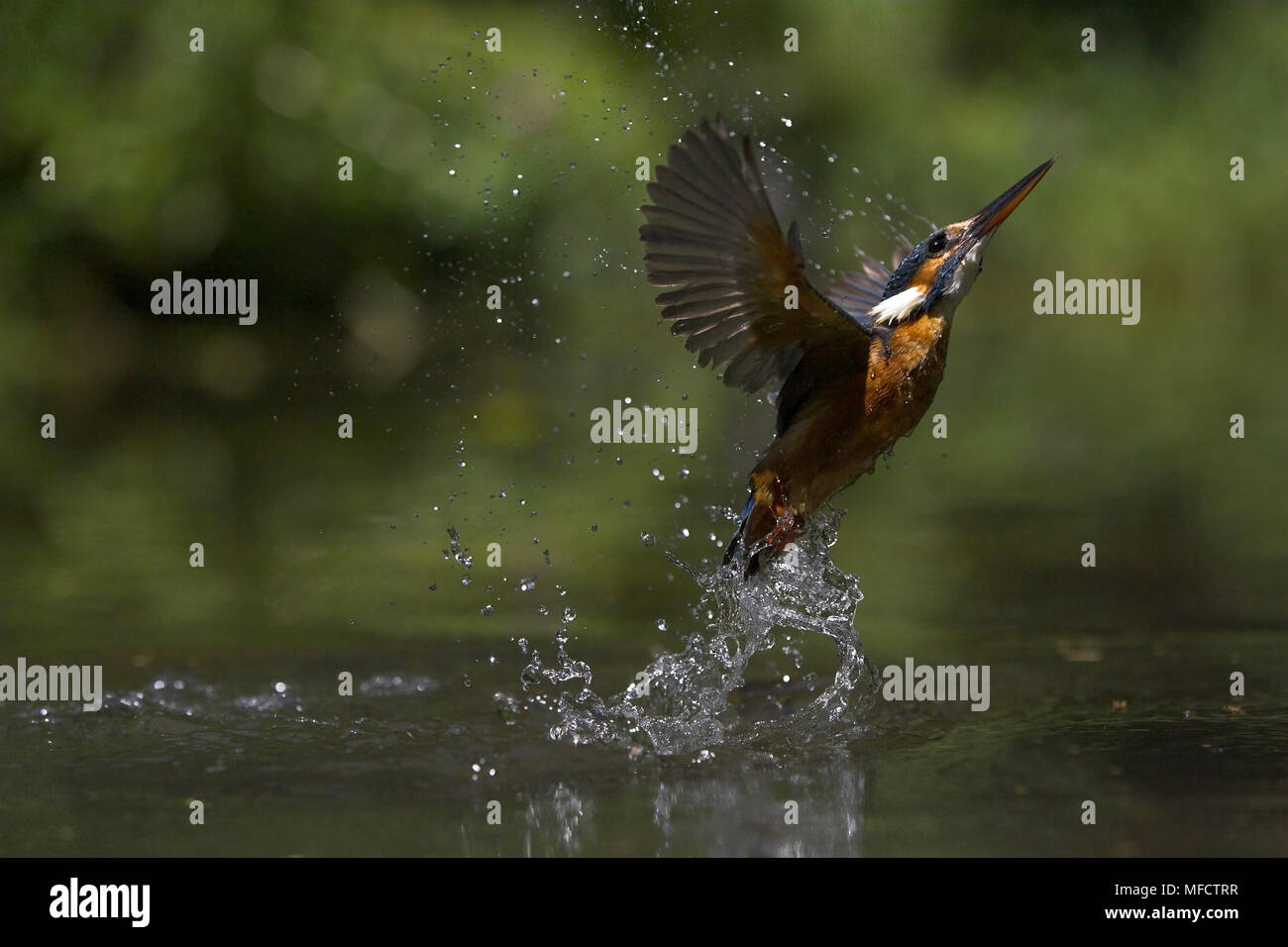 Eisvogel Alcedo atthis Ausbrüchen von Wasser UK Stockfoto