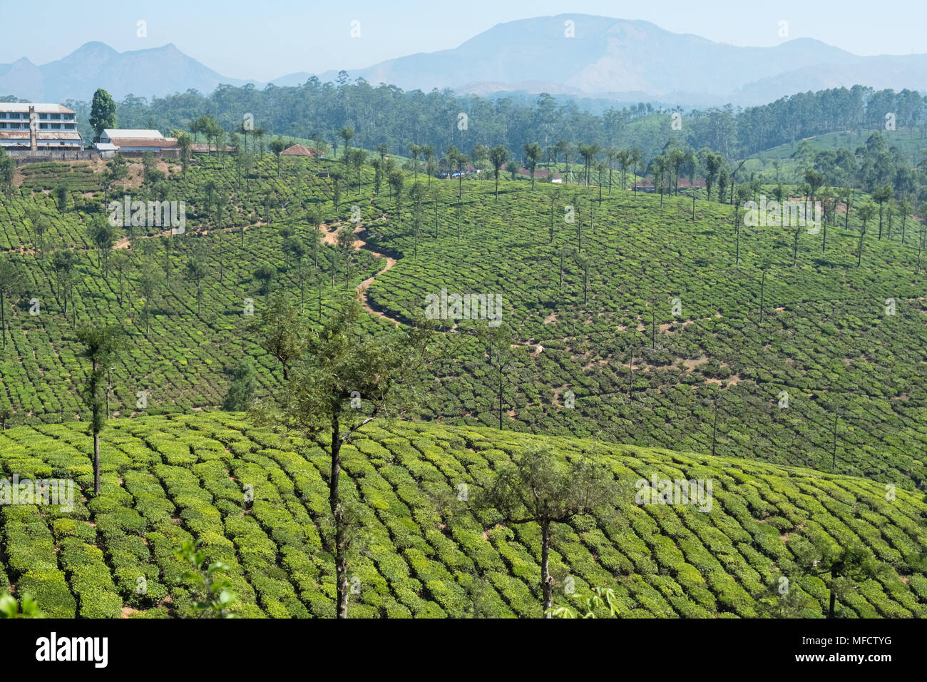 Silber Eichen (Grevillea robusta) sind weit verbreitet in der Landschaft auf einer Teeplantage in Tamil Nadu, Indien Stockfoto