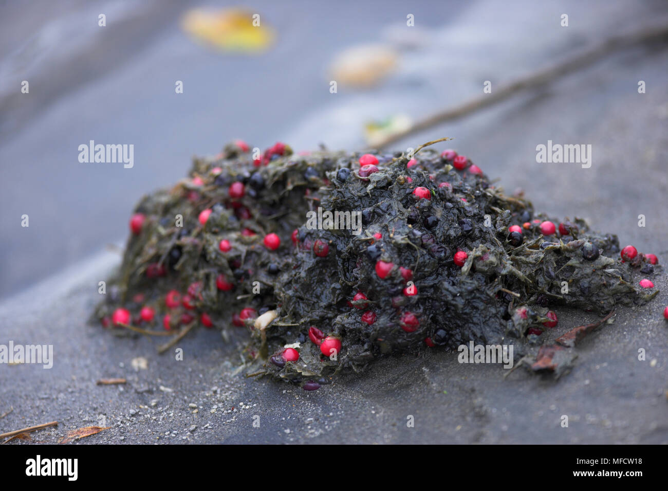 Amerikanische braun oder Grizzly Bär Ursus arctos Scat zeigt berry Diät während der Herbst Alaska. Stockfoto