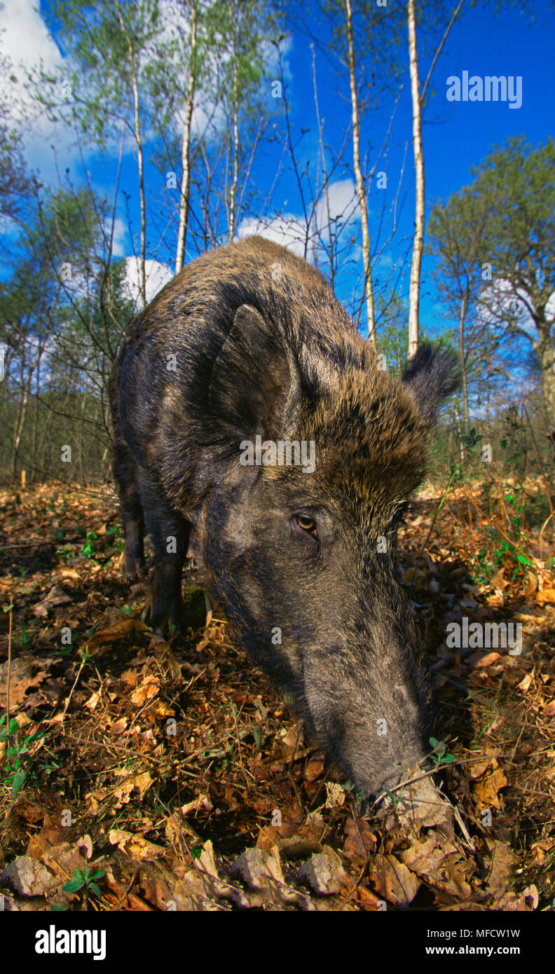 Wildschwein Sus scrofa Fütterung in Wäldern New Forest, Hampshire, UK. Stockfoto
