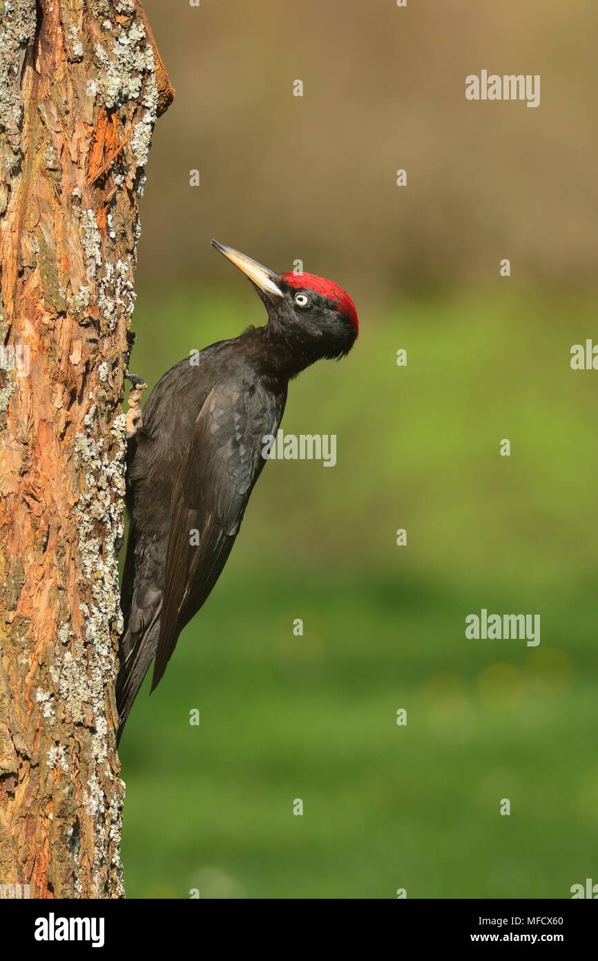 Schwarzspecht Dryocopus Martius, thront auf alten trockenen Zweig mitten im Wald mit grauer Hintergrund Stockfoto