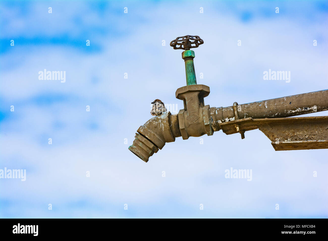 Ein Spatz auf einem alten großen industriellen tippen und Hahn (ihr Nest war im Rohr) in der Distillery District in Toronto, Kanada. Stockfoto