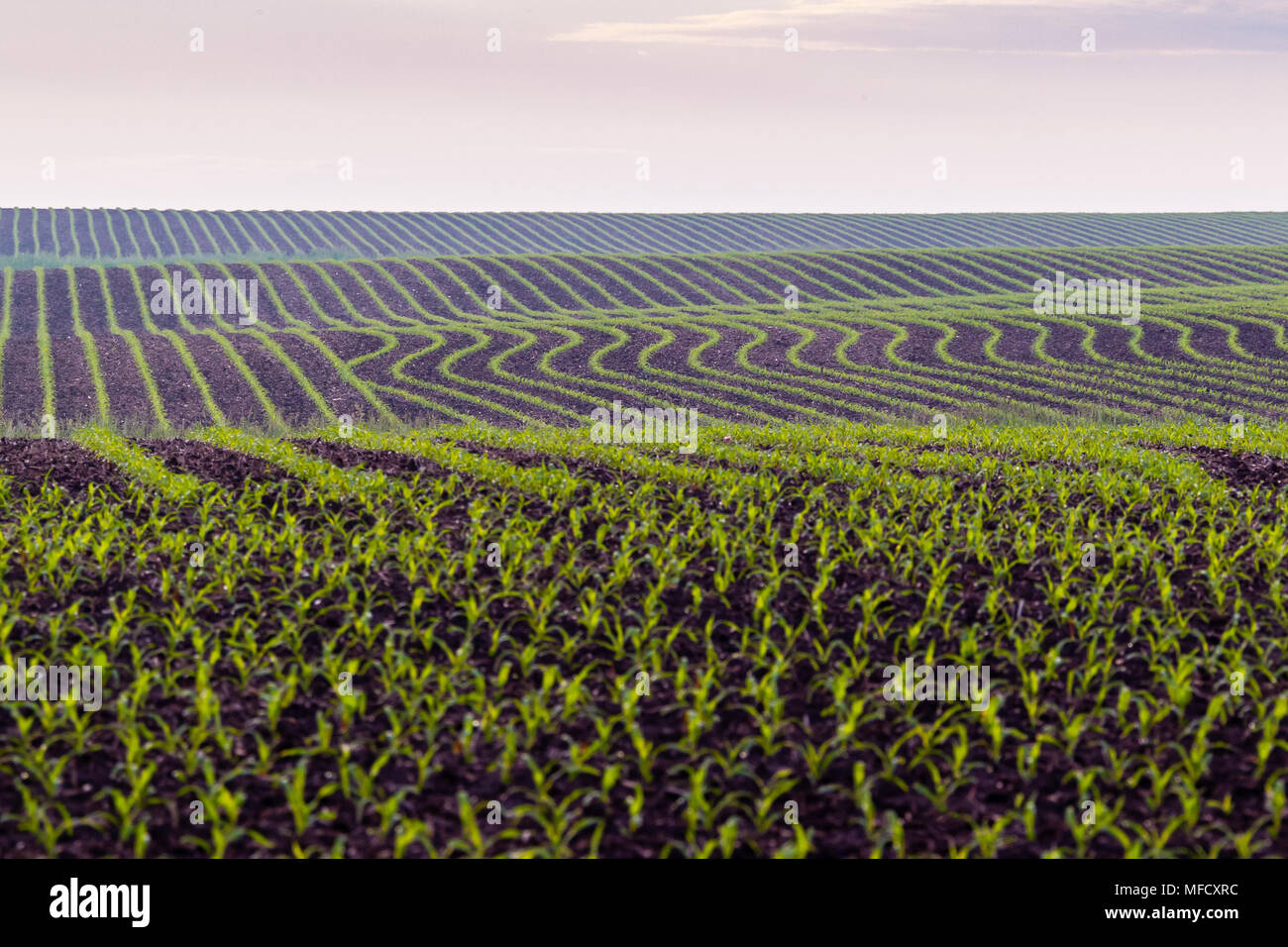 Maisfeld so weit das Auge reicht in der Dämmerung sehen Stockfoto