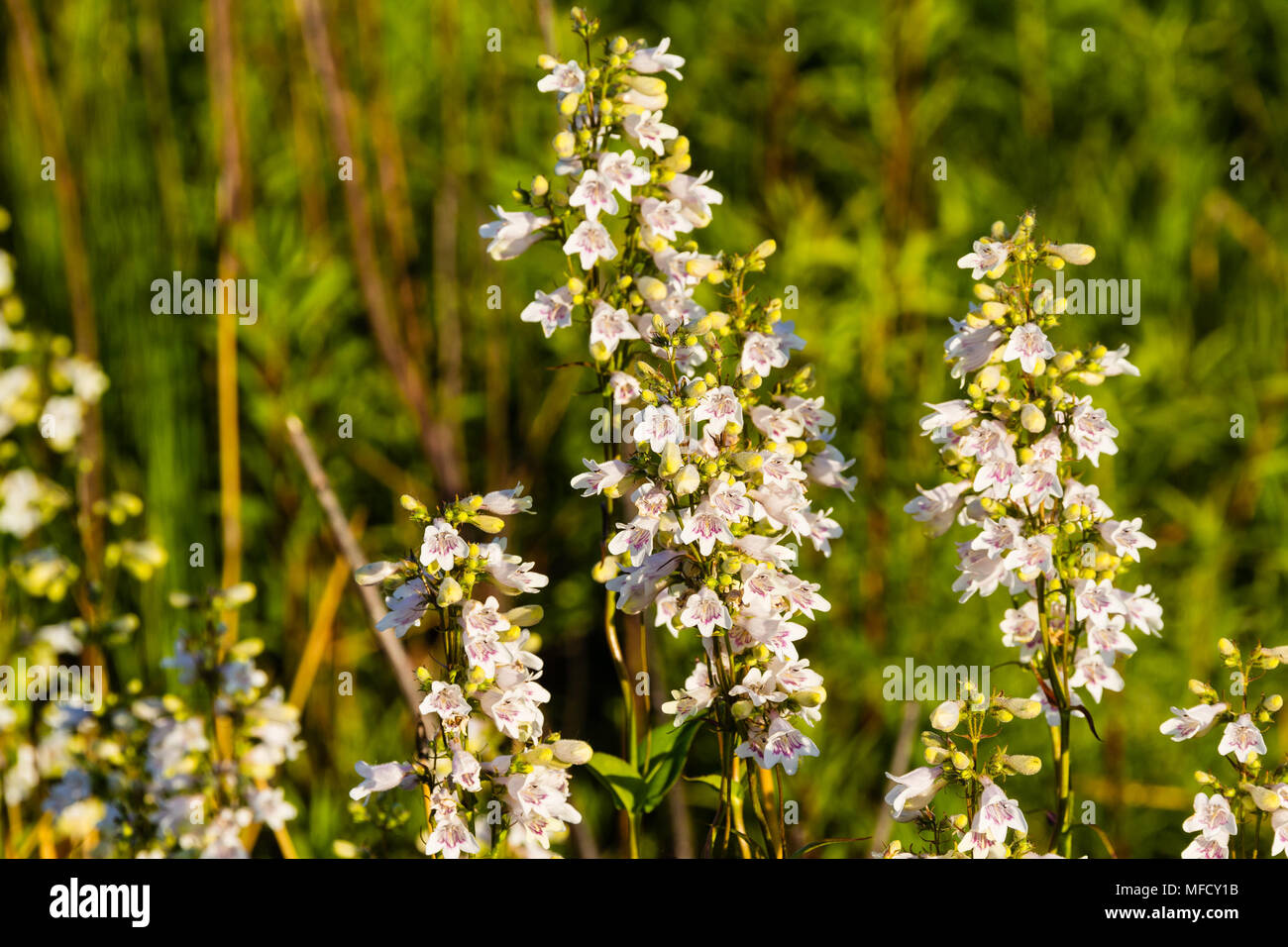 Ein Unkraut oder Wildblumen, die sich wirklich kümmert. Nicht I. Stockfoto