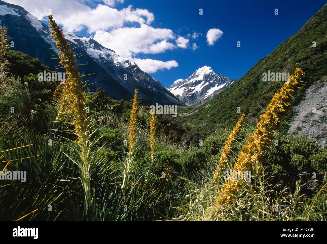 Curculionidae & Mt Cook Aciphylla aurea South Island, Neuseeland Stockfoto