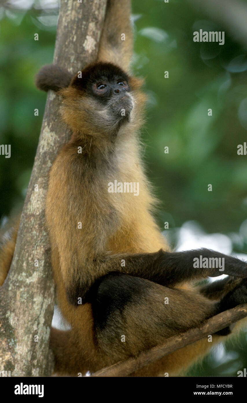 Zentralamerikanischen SPIDER MONKEY Ateles geoffroyi panamensis Sitzen