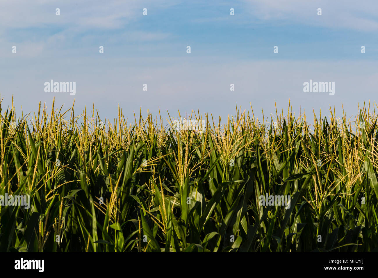 Oben im Kornfeld und dem Mittleren Westen der Himmel Stockfoto