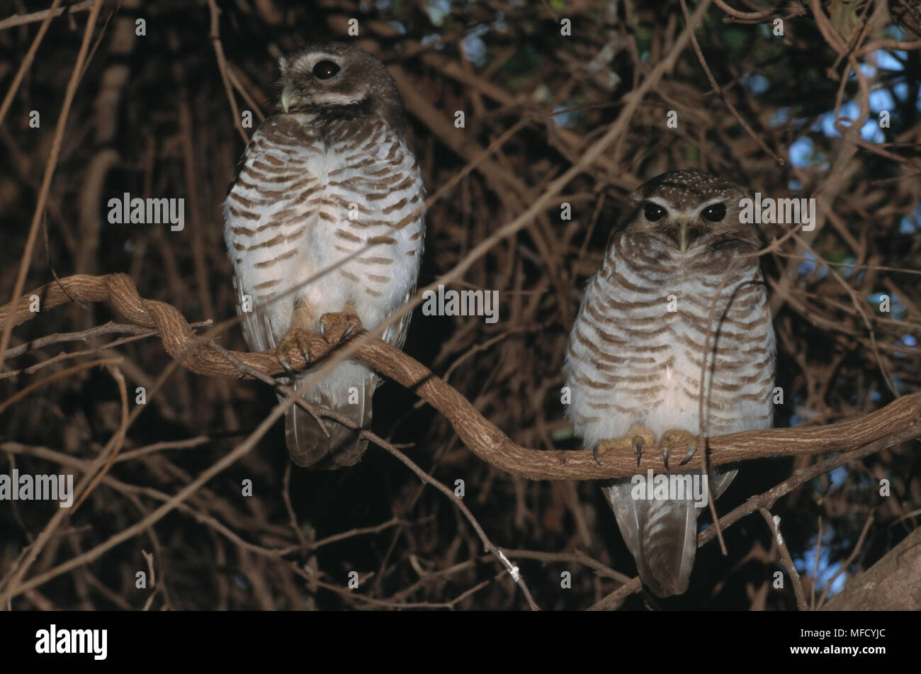 Madagaskar HAWK-OWL Ninox superciliaris zwei tagsüber in Stacheligen Wald Madagaskar roost Stockfoto