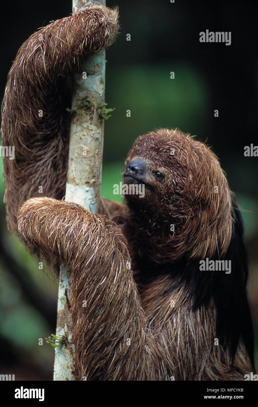 Maned Faultier Kopf Detail Bradypus Torquatus Atlantischen Regenwald Bahia Brasilien Bedrohte Arten Stockfotografie Alamy