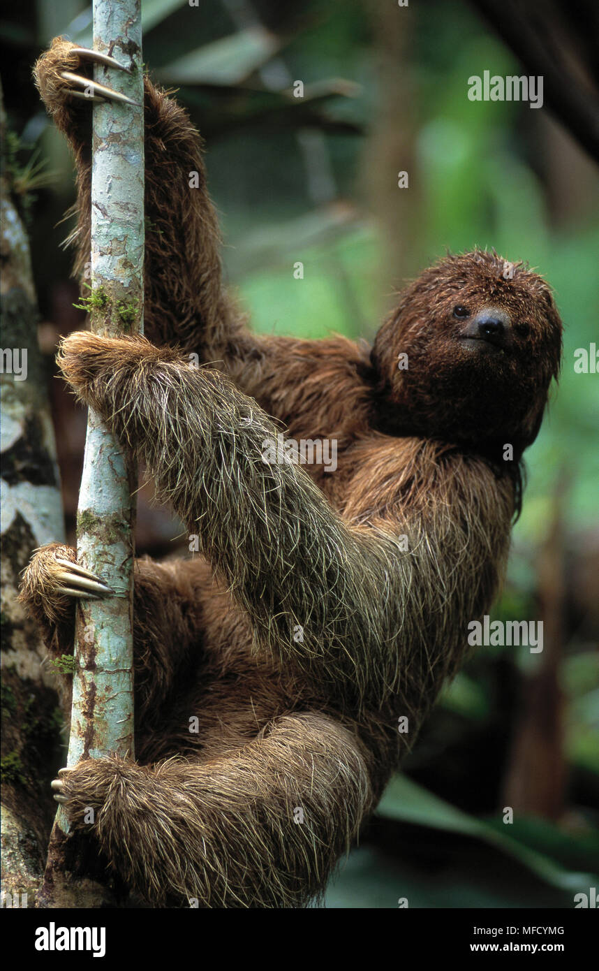 Maned Faultier Bradypus Torquatus Bahia Brasilien Sudamerika Gefahrdet Stockfotografie Alamy