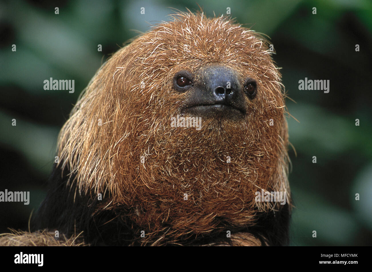 Maned Faultier Bradypus Torquatus Bahia Brasilien Sudamerika Gefahrdet Stockfotografie Alamy