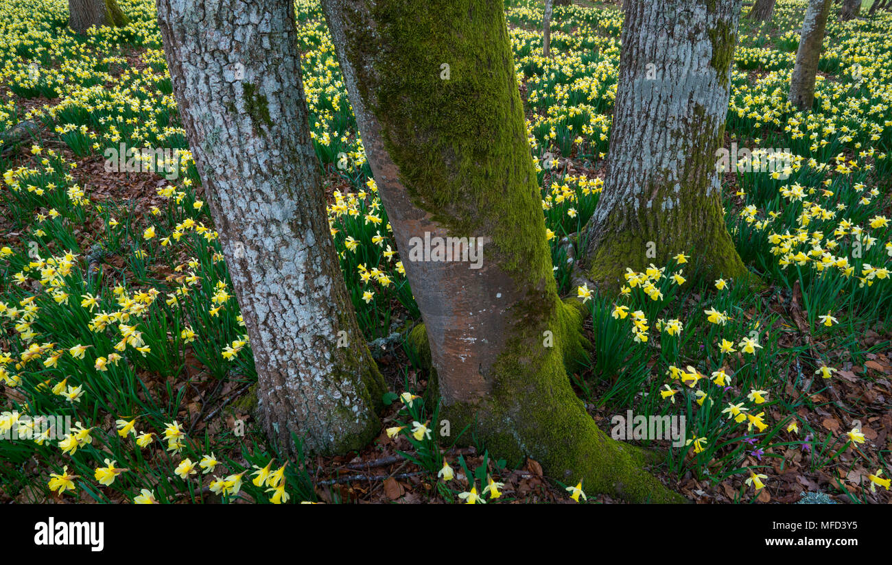 Narcissus pseudonarcissus (gemeinhin als Wilden Narzisse oder Fastenzeit lily bekannt), Naturpark Gorbeia, Alava, Baskenland, Spanien, Europa Stockfoto