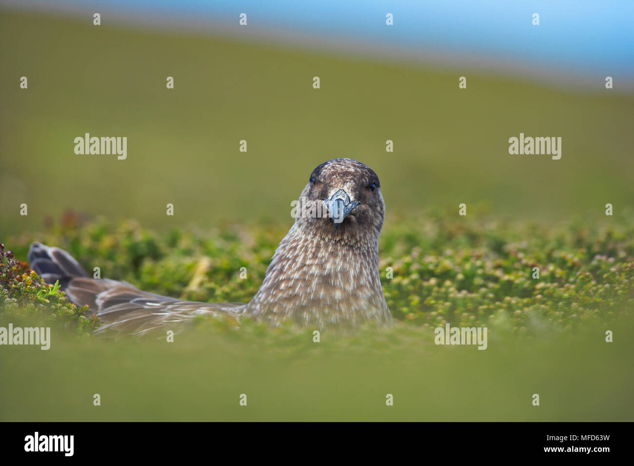 Braune Skua Eulen antarcticus lonnbergi Weibchen auf nest Falkland Inseln Stockfoto