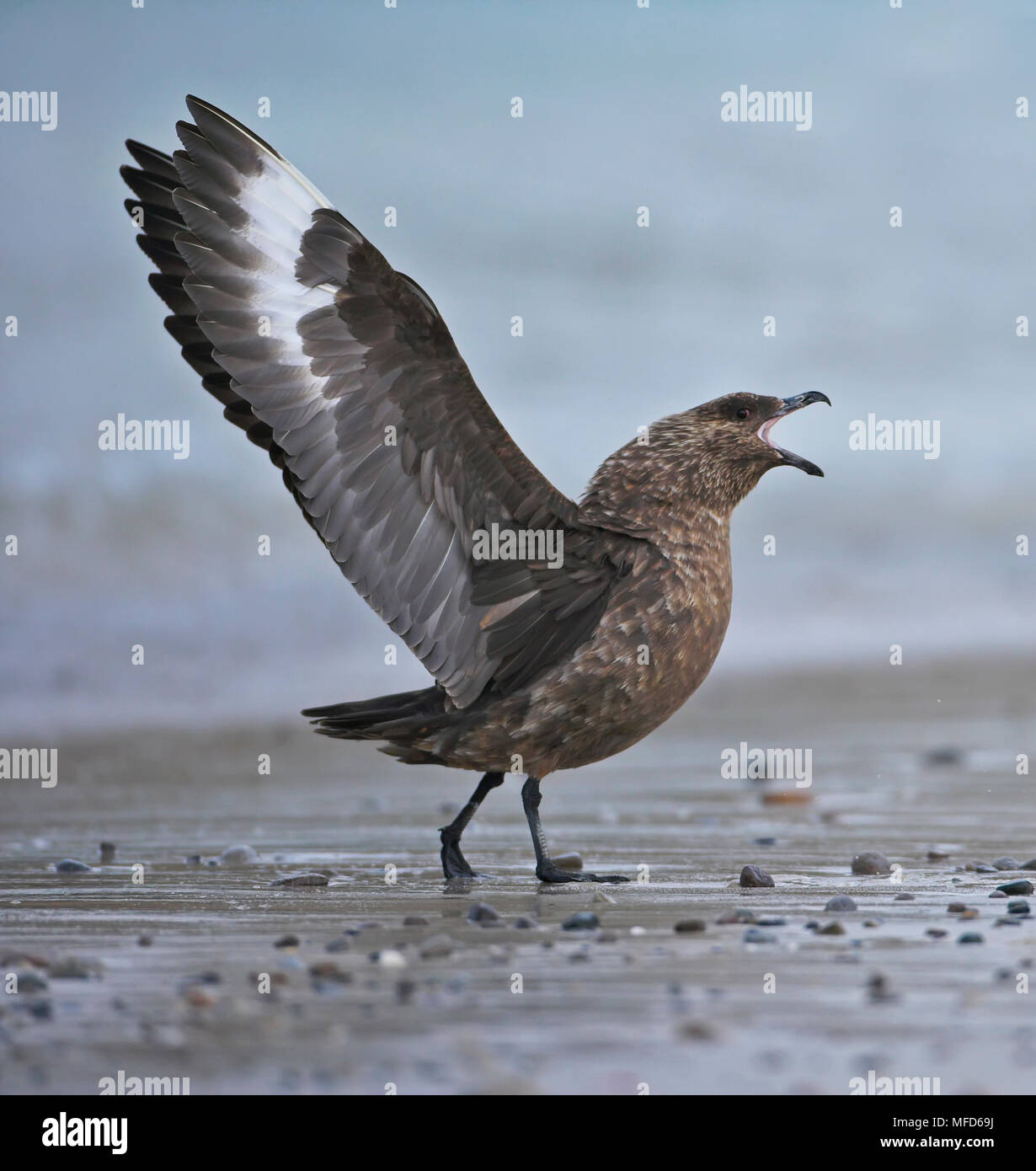 Braune Skua Eulen antarcticus lonnbergi angezeigte Falkland Inseln Stockfoto