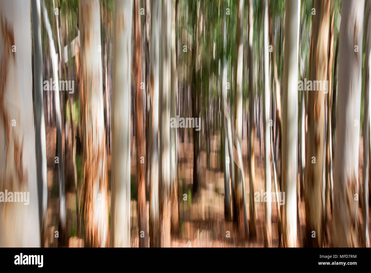 Eine kreative Unschärfe des kuipto Wald für eine abstrakte Hintergrund Stockfoto