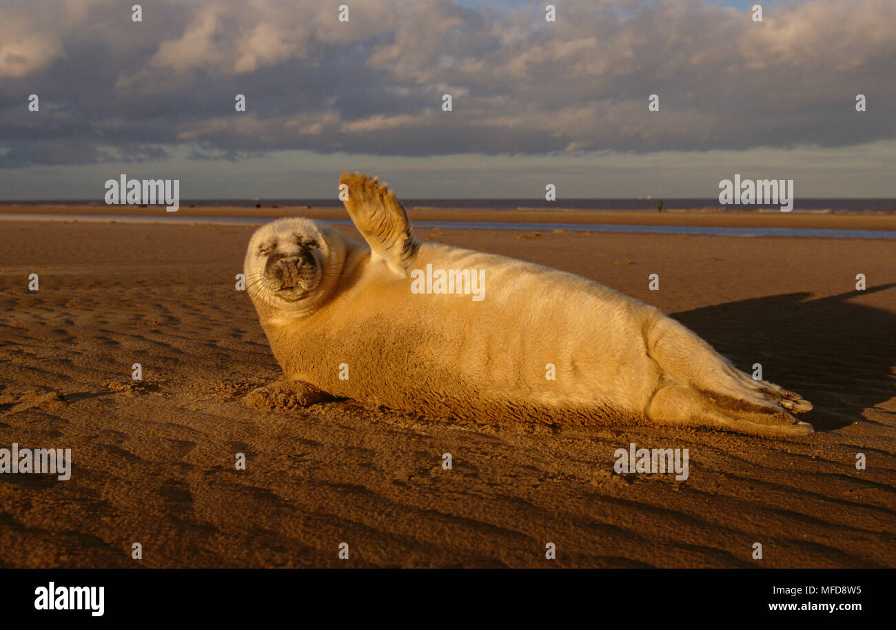 Grau DICHTUNG Haliochoerus grypus Pup am Strand winken Flipper UK Stockfoto