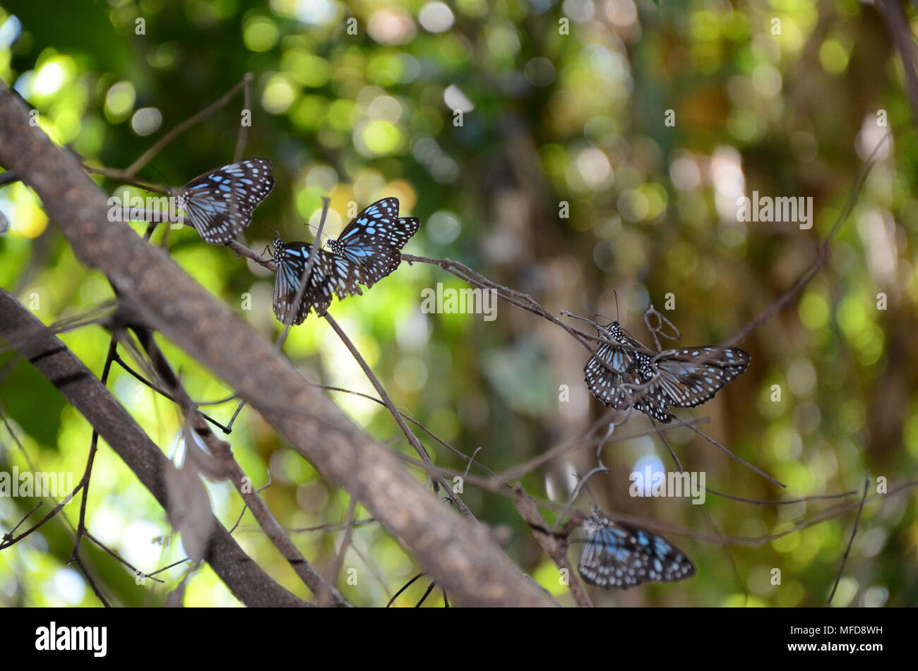 Tirumala limniace, der Blue Tiger Butterfly, Magnetic Island Stockfoto