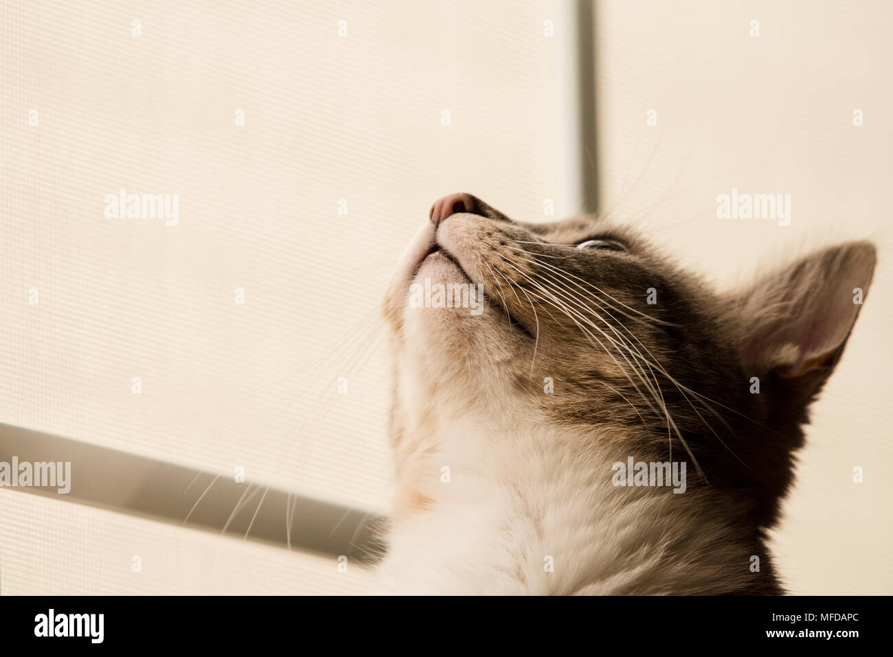 Eine inländische tabby Katze, eine verwöhnte indoor Cat, Lounges und sich um das Haus herum. Stockfoto