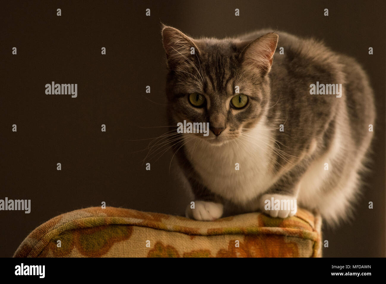 Eine inländische tabby Katze, eine verwöhnte indoor Cat, Lounges und sich um das Haus herum. Stockfoto