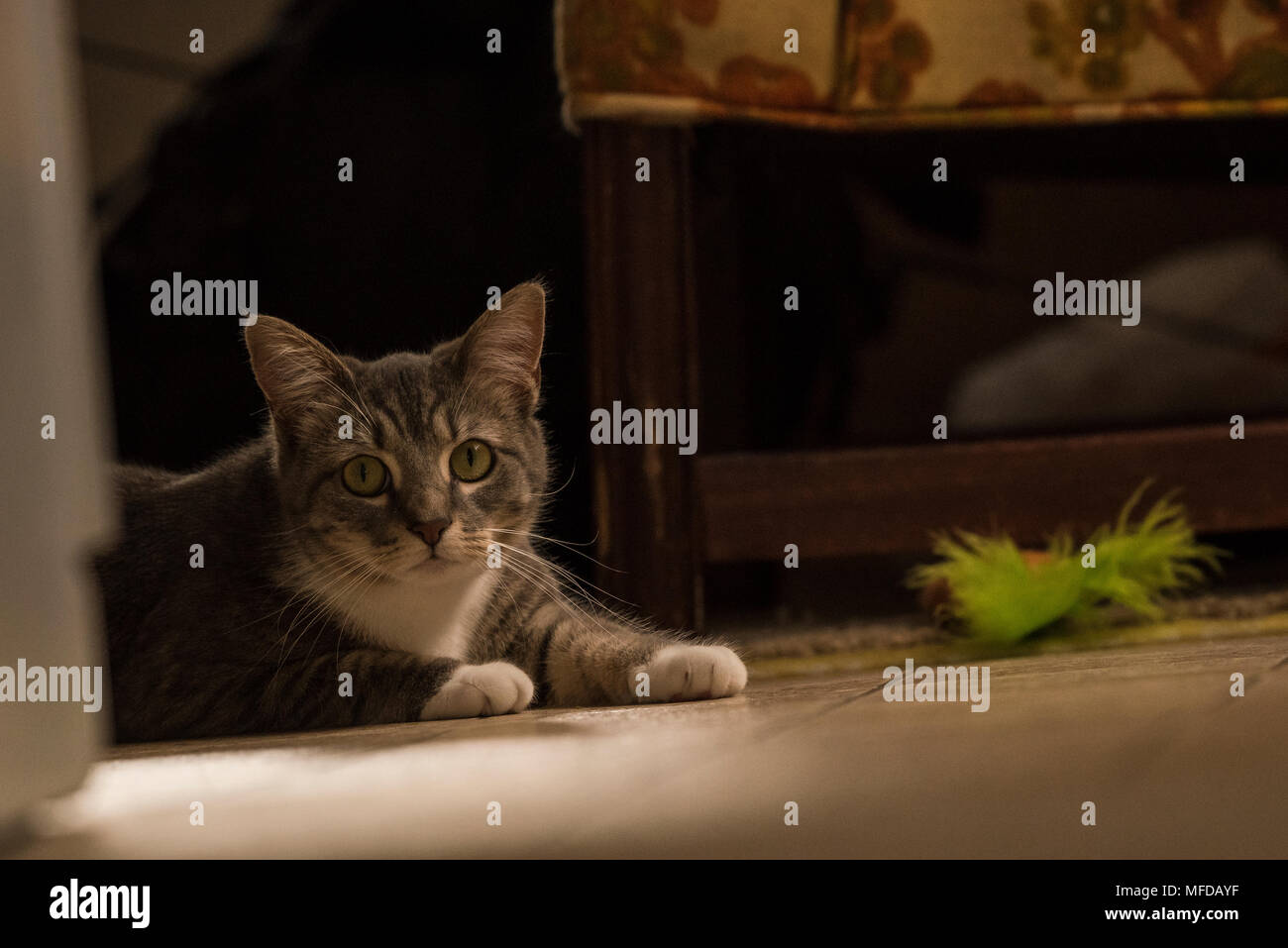 Eine inländische tabby Katze, eine verwöhnte indoor Cat, Lounges und sich um das Haus herum. Stockfoto