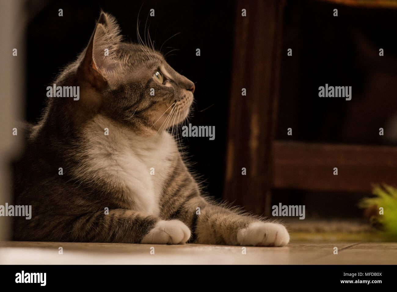 Eine inländische tabby Katze, eine verwöhnte indoor Cat, Lounges und sich um das Haus herum. Stockfoto