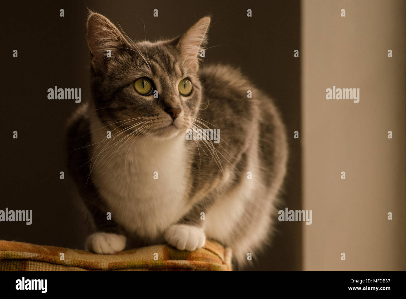 Eine inländische tabby Katze, eine verwöhnte indoor Cat, Lounges und sich um das Haus herum. Stockfoto