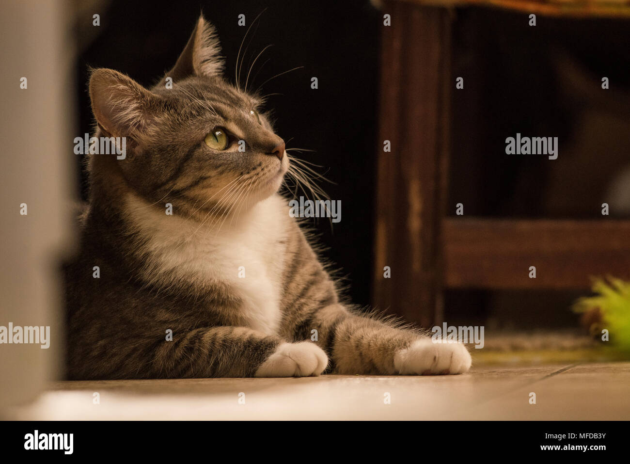 Eine inländische tabby Katze, eine verwöhnte indoor Cat, Lounges und sich um das Haus herum. Stockfoto