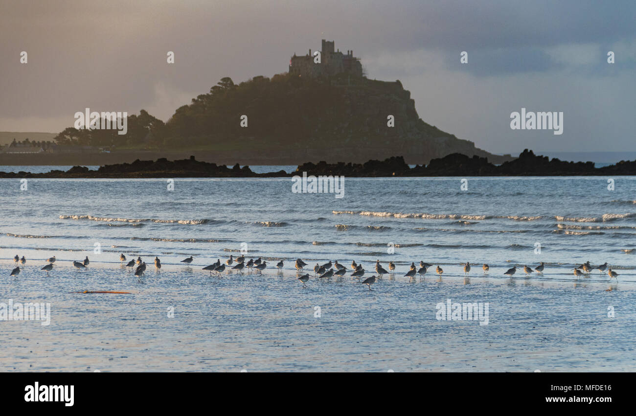 Langen Felsformation, in der Nähe von Marazion, Cornwall, UK. 25. April 2018. UK Wetter. Eine Herde (oder "schleudern") Der regenbrachvogel, der durch Cornwall im April und Mai, am Strand heute Morgen am langen Felsformation. Foto: Simon Maycock/Alamy leben Nachrichten Stockfoto