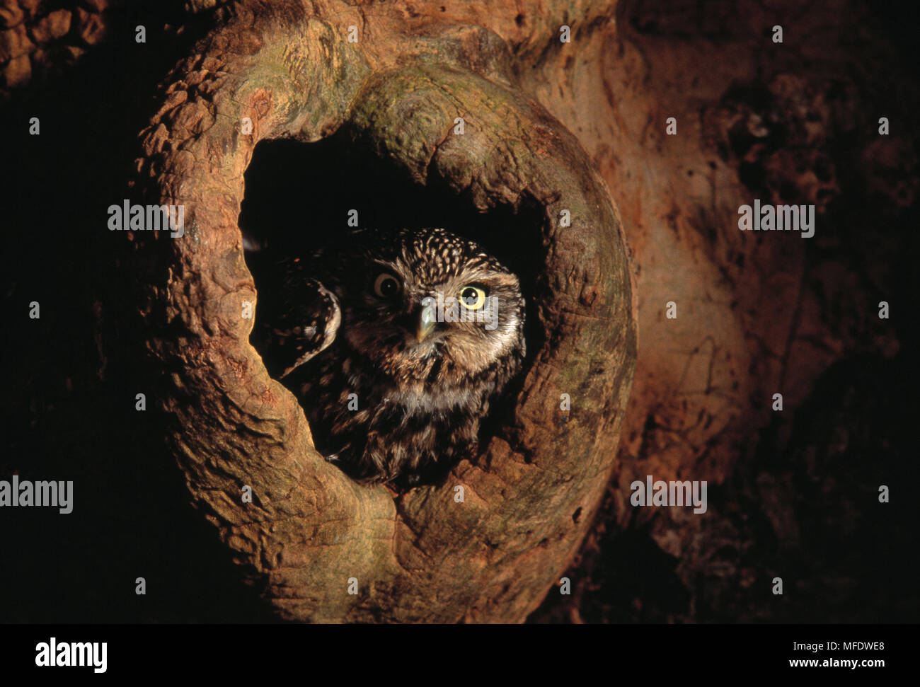 Steinkauz Athene noctua im Loch im Baum Hampshire, Großbritannien Stockfoto