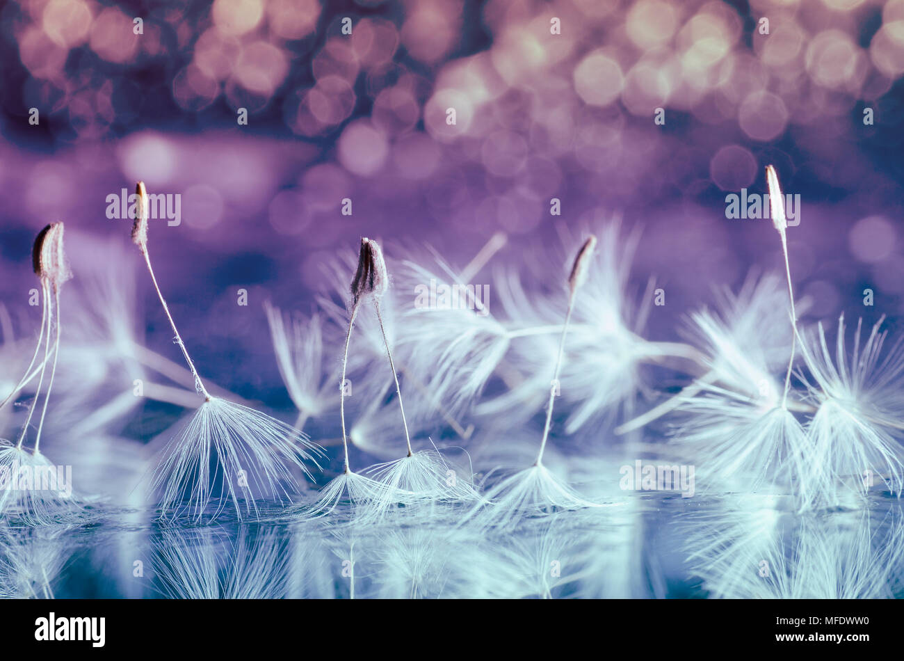 Löwenzahn Stockfoto