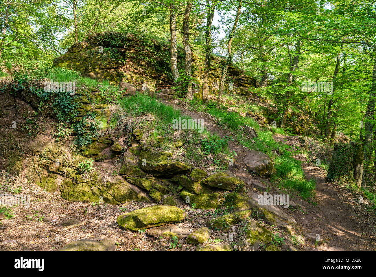 Der Pfälzer Wald im Frühling. Deutschland Stockfoto