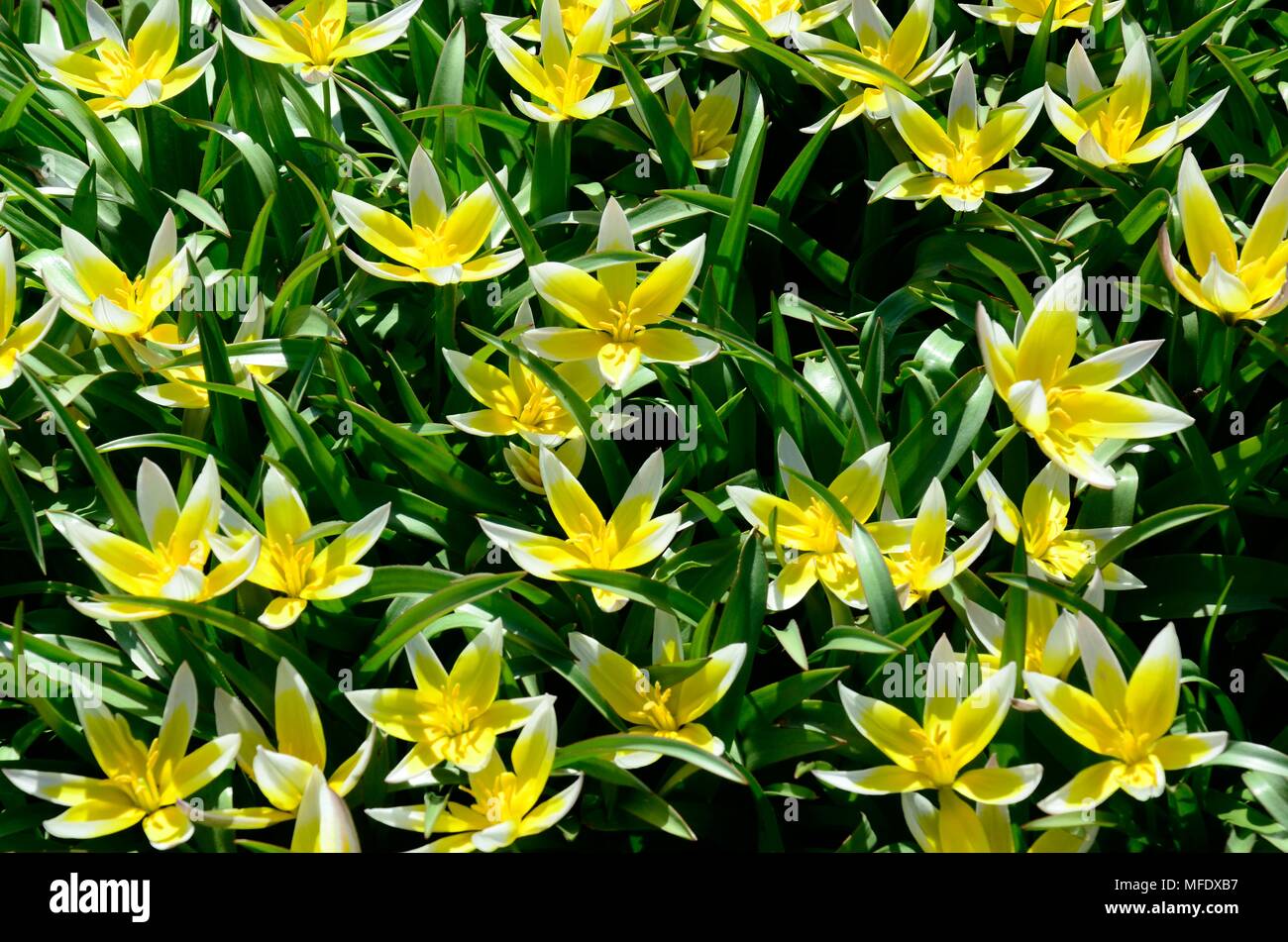 Gelbe Sternförmige Blumen Stockfotos und -bilder Kaufen - Alamy