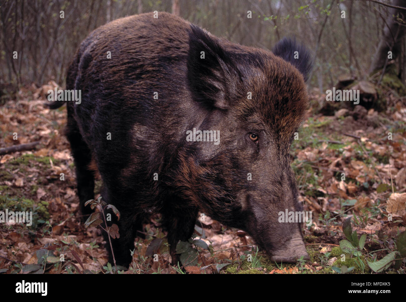 Europäischen WILDSCHWEIN Sus scrofa Nahrungssuche New Forest, Hampshire, Südengland Stockfoto