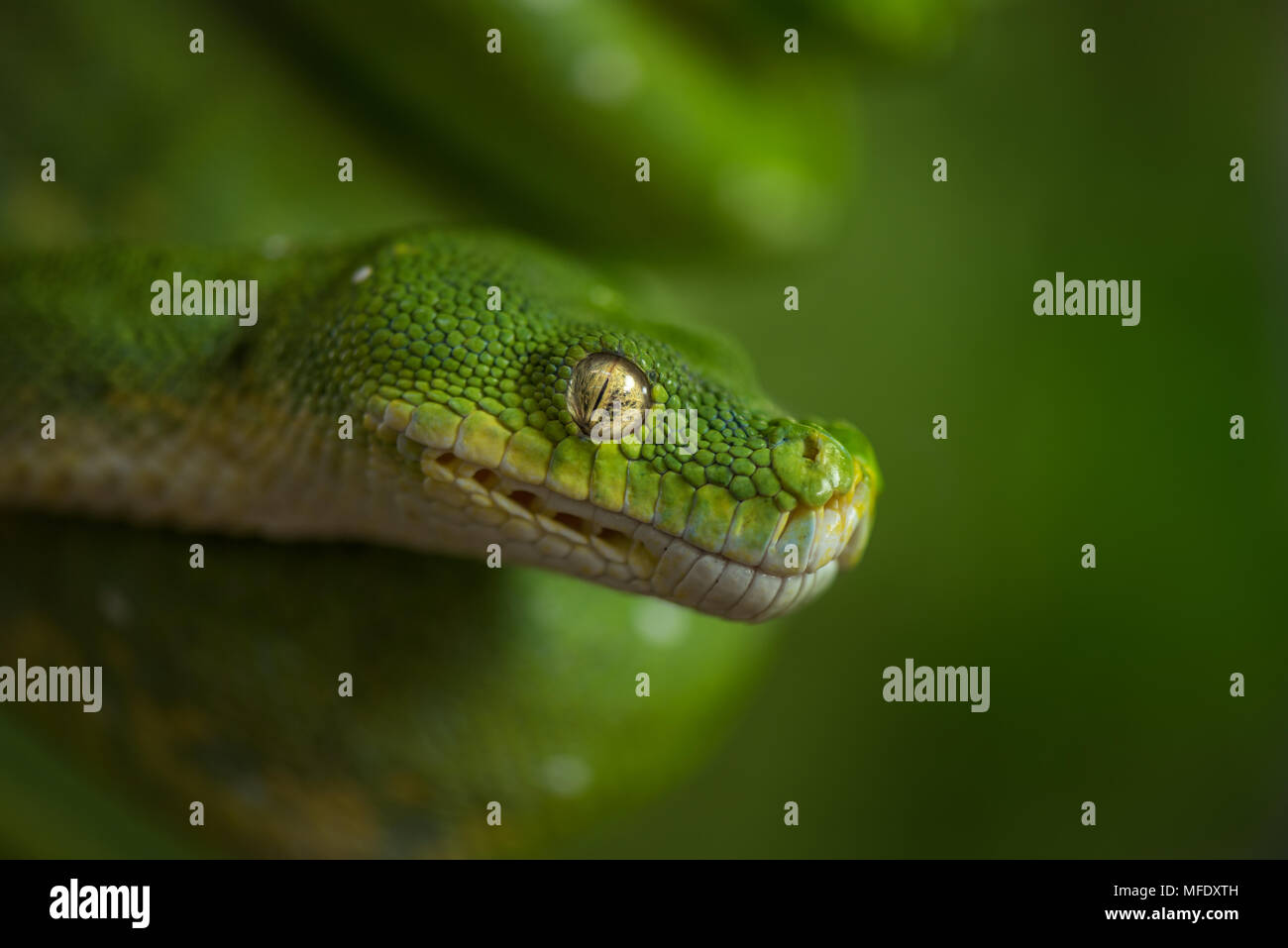 Green Tree Python mit einem passenden grünen Hintergrund/grüne Schlange / Morelia viridis Stockfoto