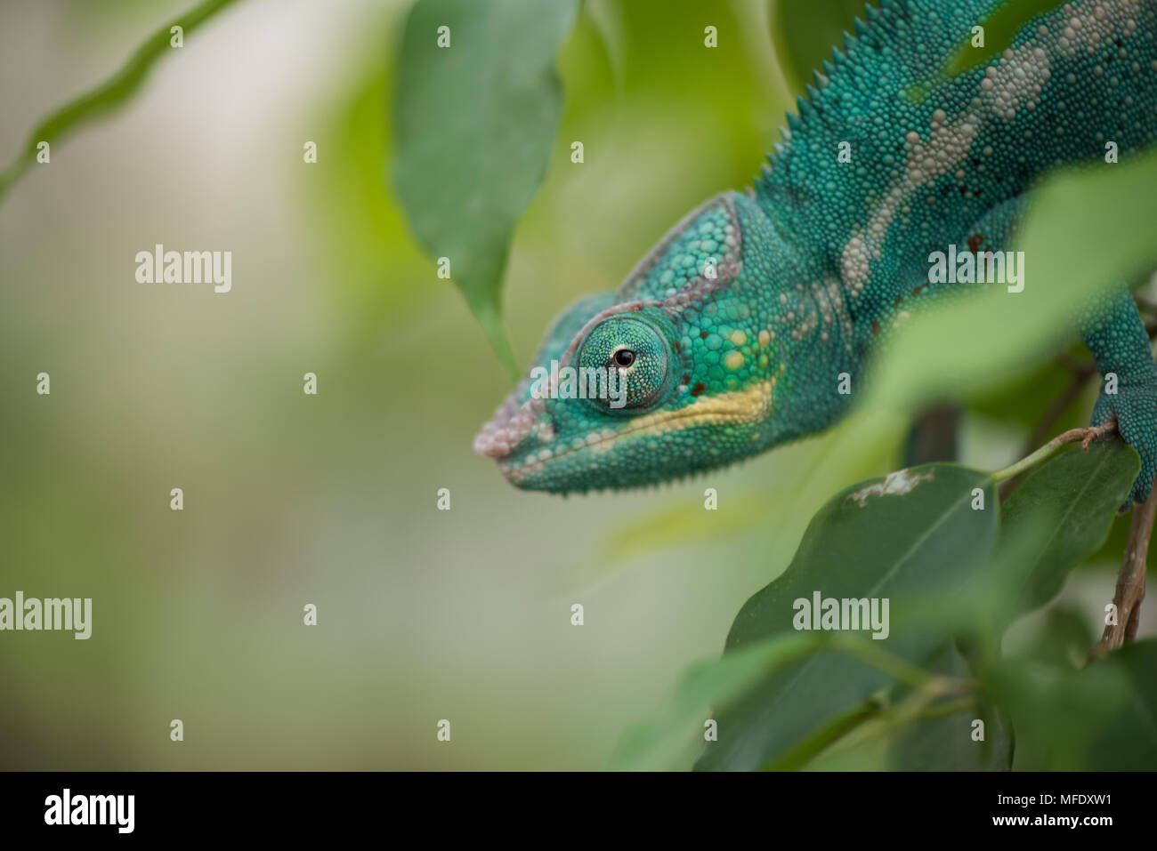 Panther chameleon mit hellen Farben / Furcifer pardalis/Madagascar Wildlife/Nosy Be/chameleon in Blätter/blau Chamäleon Stockfoto