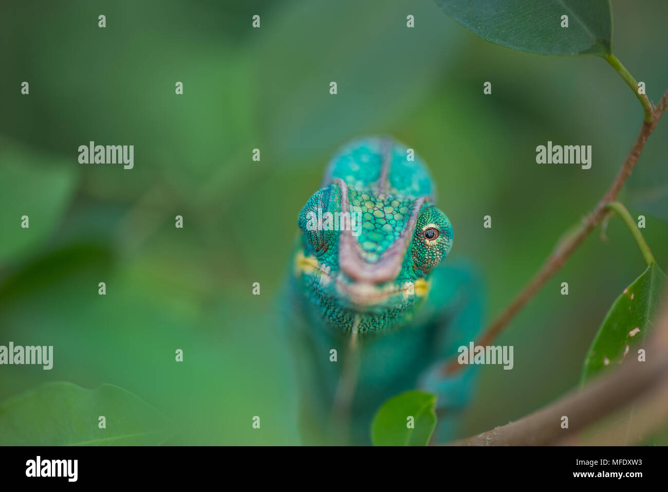 Panther Chameleon Nosy Be Stockfotos und -bilder Kaufen - Alamy