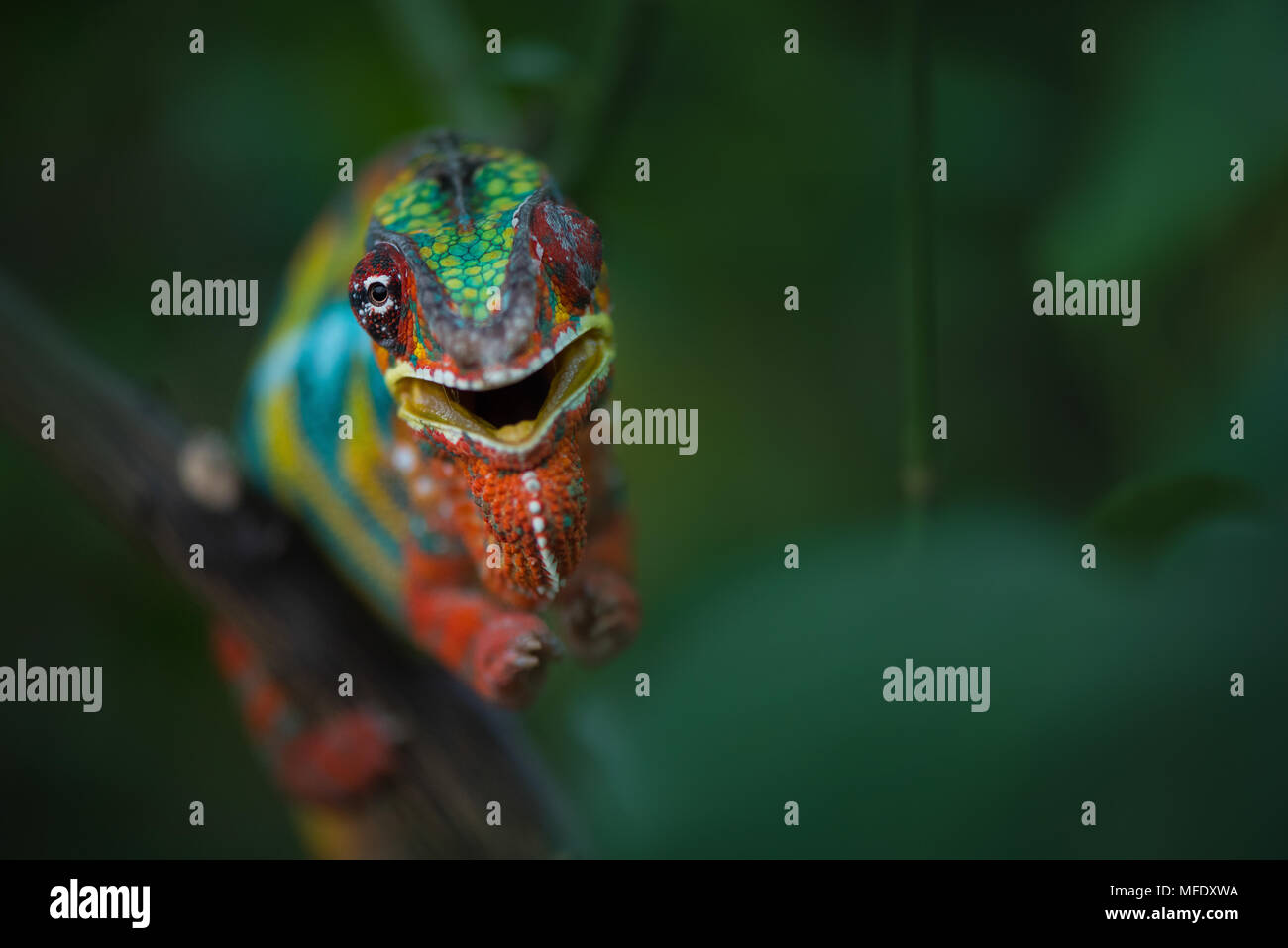 Panther chameleon mit hellen Farben / Furcifer pardalis/wütend zischend Chamäleon / Chameleon / Madagascar Wildlife Stockfoto