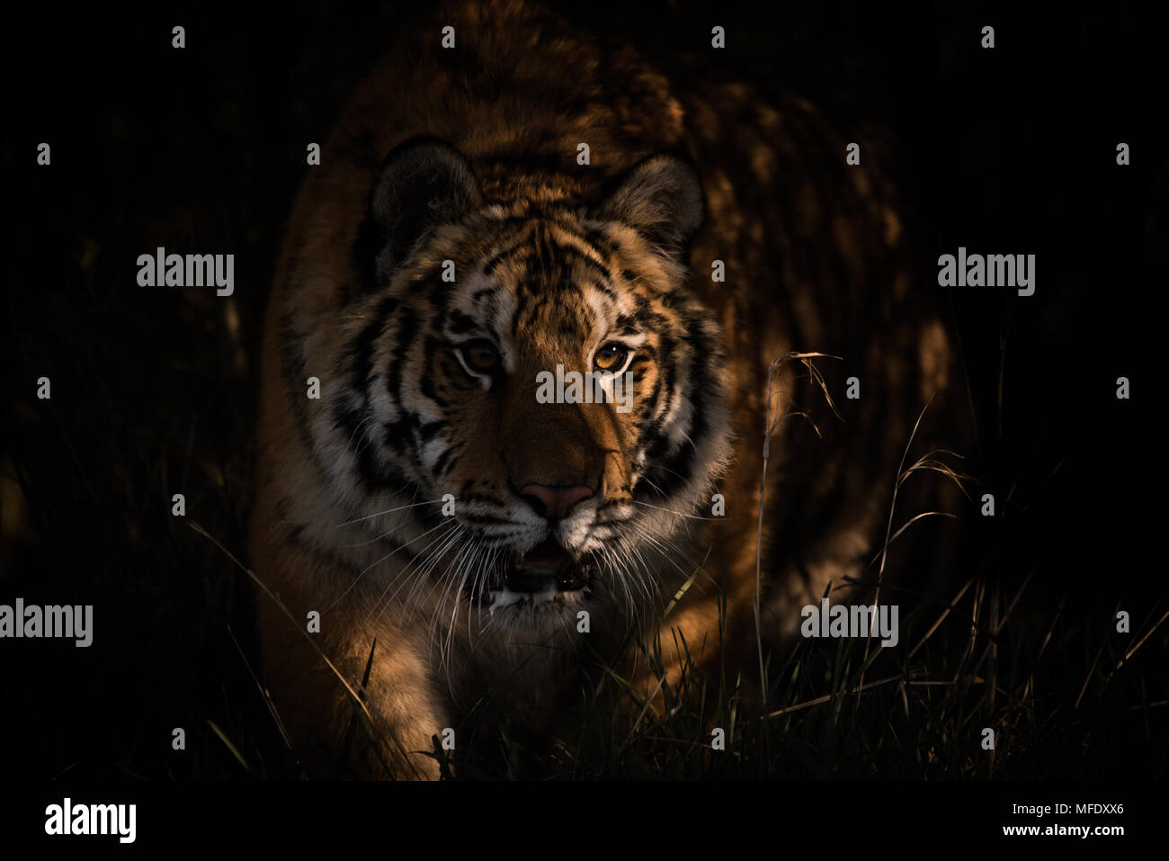 Sibirische Tiger Weibchen streifen durch das Gras/Panthera tigris altaica/Tiger auf der Jagd Stockfoto