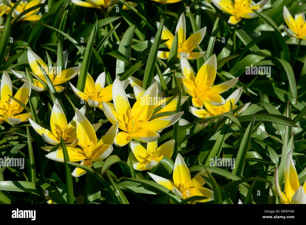 Tulipa tarda oder spät Tulip gelbe und weiße sternförmige Blüten Stockfoto
