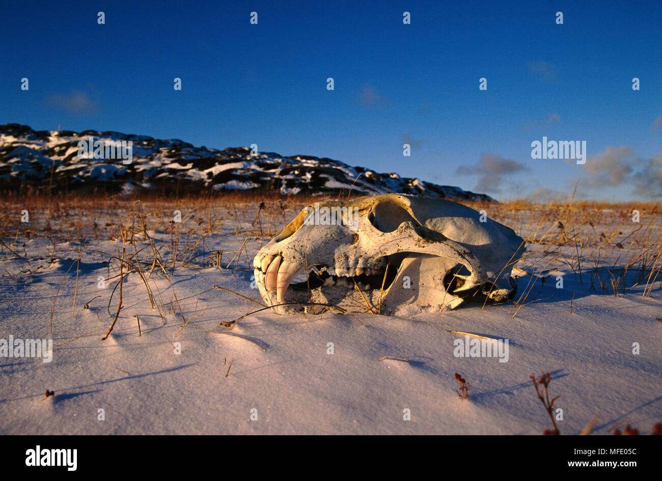 Eisbären Ursus maritimus Schädel, Kanada Stockfoto
