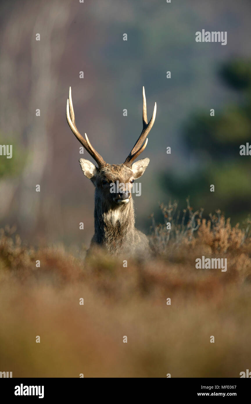 SIKA DEER Hirsch Cervus Nippon mandschurischen Rennen, Dorset, Großbritannien Stockfoto