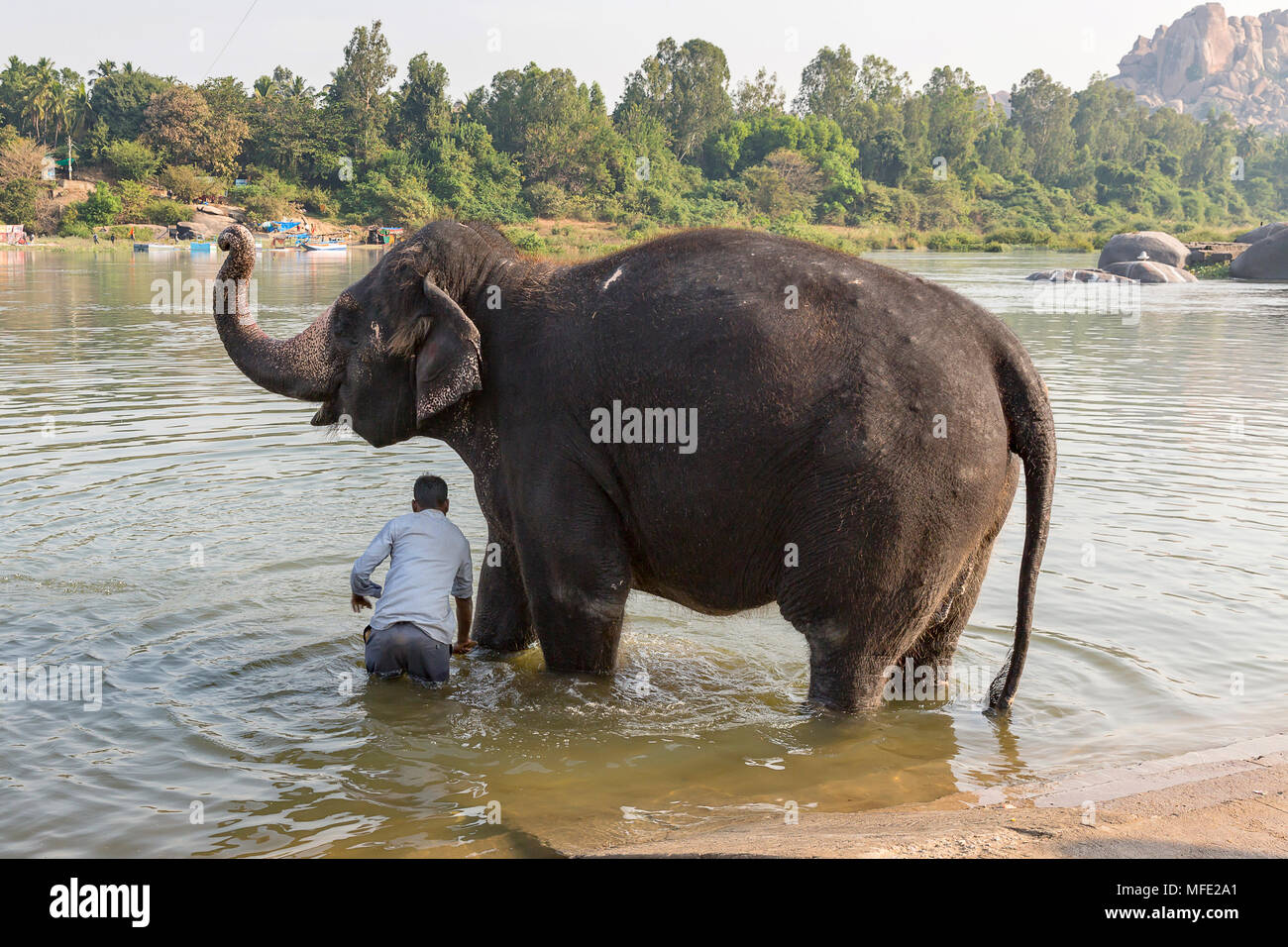 Hampi Tempel Elefanten im Fluss Tungabhadra, Hampi, Karnataka, Indien gewaschen Stockfoto