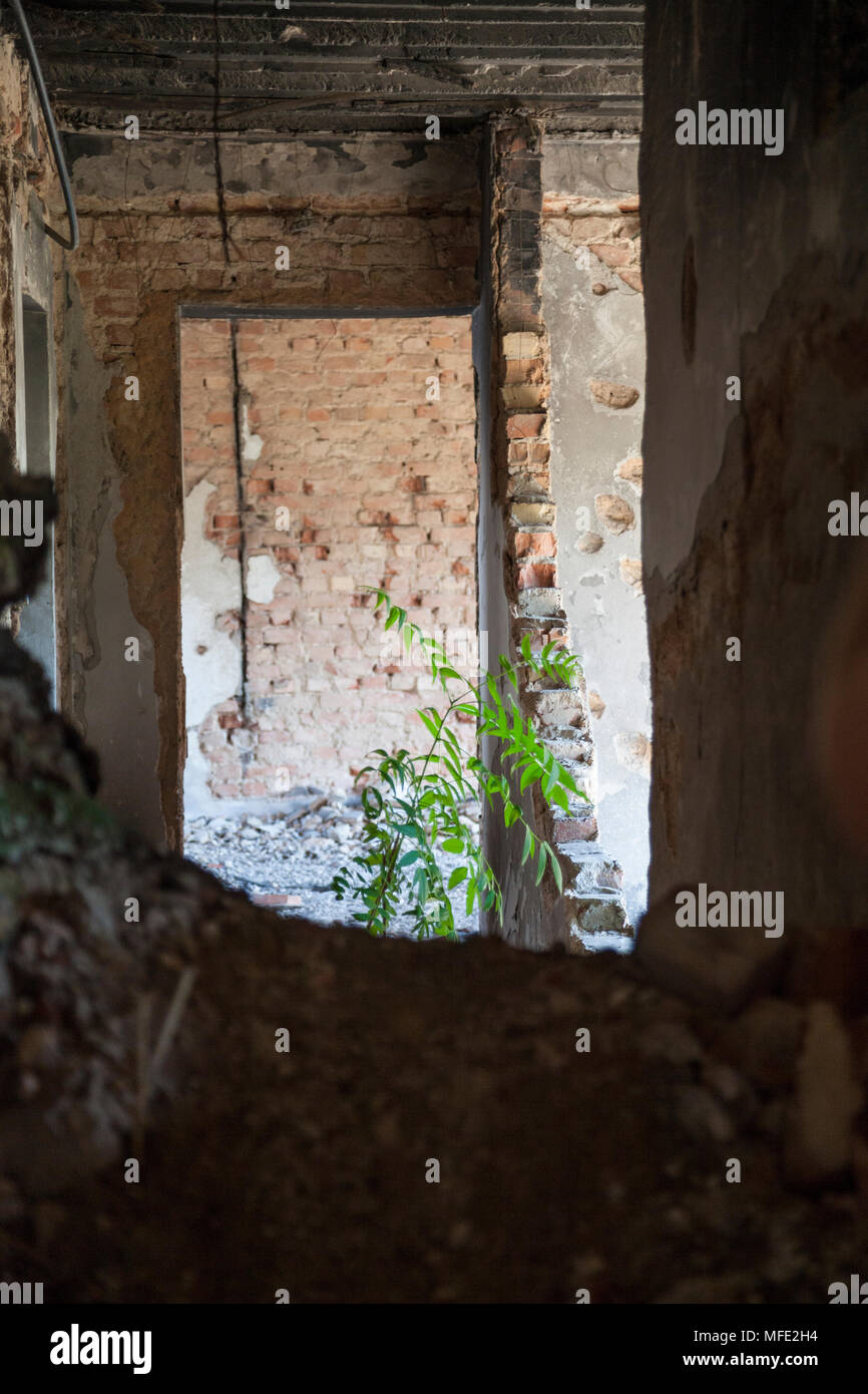 Eine junge Pflanze in einem verlassenen zerbombten Gebäude aus dem Bosnischen Krieg in Mostar, Bosnien und Herzegowina wächst Stockfoto